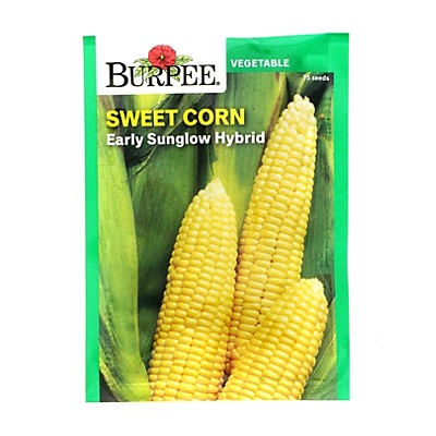 slide 1 of 1, Burpee Sweet Corn Early Sunglow Hybrid Vegetable Seeds, 1 ct