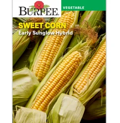 Burpee Sweet Corn Early Sunglow Hybrid Vegetable Seeds