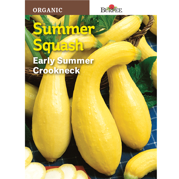 slide 1 of 1, Burpee Organic Summer Squash Early Summer Crookneck Seeds, 1 ct