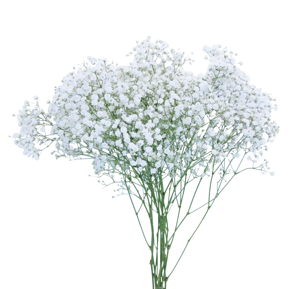 slide 1 of 1, Gypsophila Overtime Bouquet, 4 stems