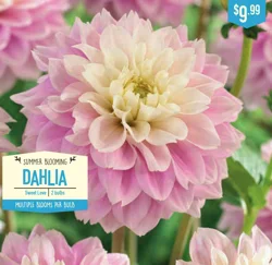 Dahlia Sweet Love