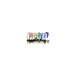 Plants Blooming Colorfuze Orchid 5"