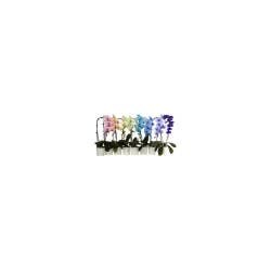 Plants Blooming Colorfuze Orchid 5"