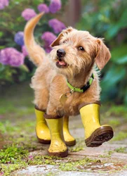 Avanti Press Puppy In Garden