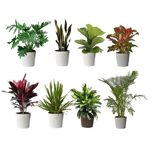 slide 1 of 1, 2 Gal Tropical Foliage - Ea, 2 gal