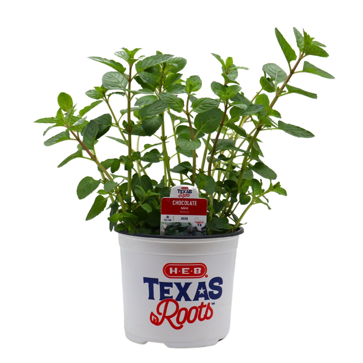 slide 1 of 1, H-B Texas Roots Chocolate Mint Herb - 6 ft, 6 ft ft