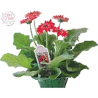 Blooming 4.5 Inch Gerbera Daisy