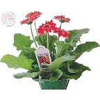 Blooming 4.5 Inch Gerbera Daisy