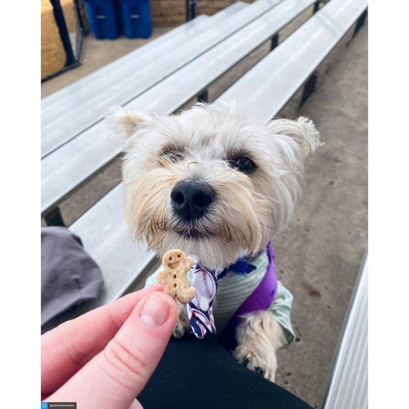 slide 7 of 8, Buddy Softies Soft & Chewy Oven-Baked Treats for Dogs with Natural Peanut Butter 6 oz, 6 oz