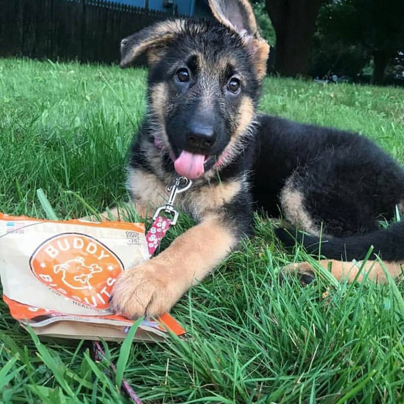 slide 8 of 8, Buddy Softies Soft & Chewy Oven-Baked Treats for Dogs with Natural Peanut Butter 6 oz, 6 oz