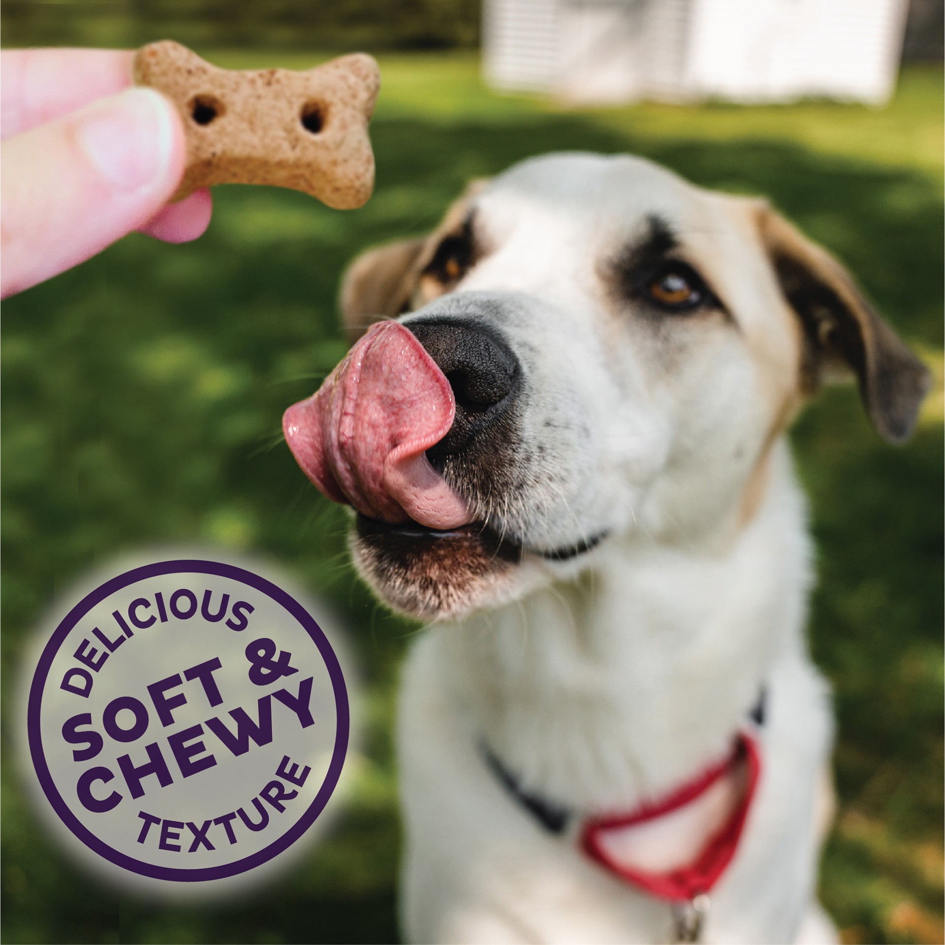 slide 4 of 4, Old Mother Hubbard Wellness Soft & Chewy Pleas'n P.B. Bacon Dog Biscuits, Natural, Training Treats, Peanut Butter & Bacon Flavor, Mini Size, (8 Ounce Bag), 1 ct