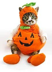 Avanti Kitten In Pumkin Costume