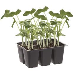 Bonnie Plants Jubilee Watermelon