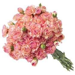 Mini Carnation 18 Stem - Ea