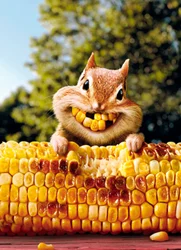 Avanti Card Friend Chipmunk Corn Teeth