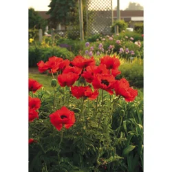Papaver (Poppies, Poppy)