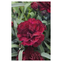Dianthus Olivia Ast 2 qt