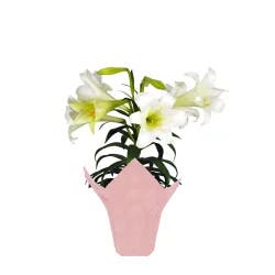 Easter Lillies Potted Plant