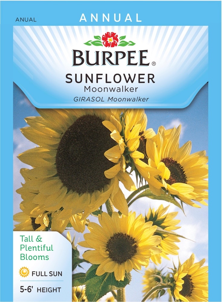 slide 1 of 1, Burpee Moonwalker Sunflower Seeds, 1 ct