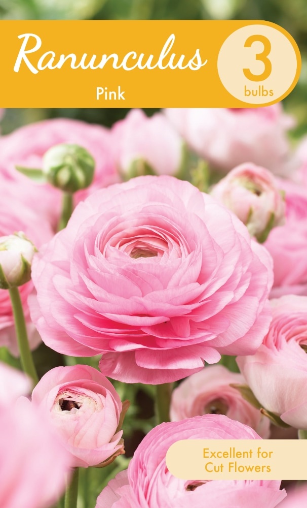 slide 1 of 1, Pink Ranunculus Bulbs, 3 ct