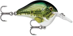 Dives-To 06 Baby Bass