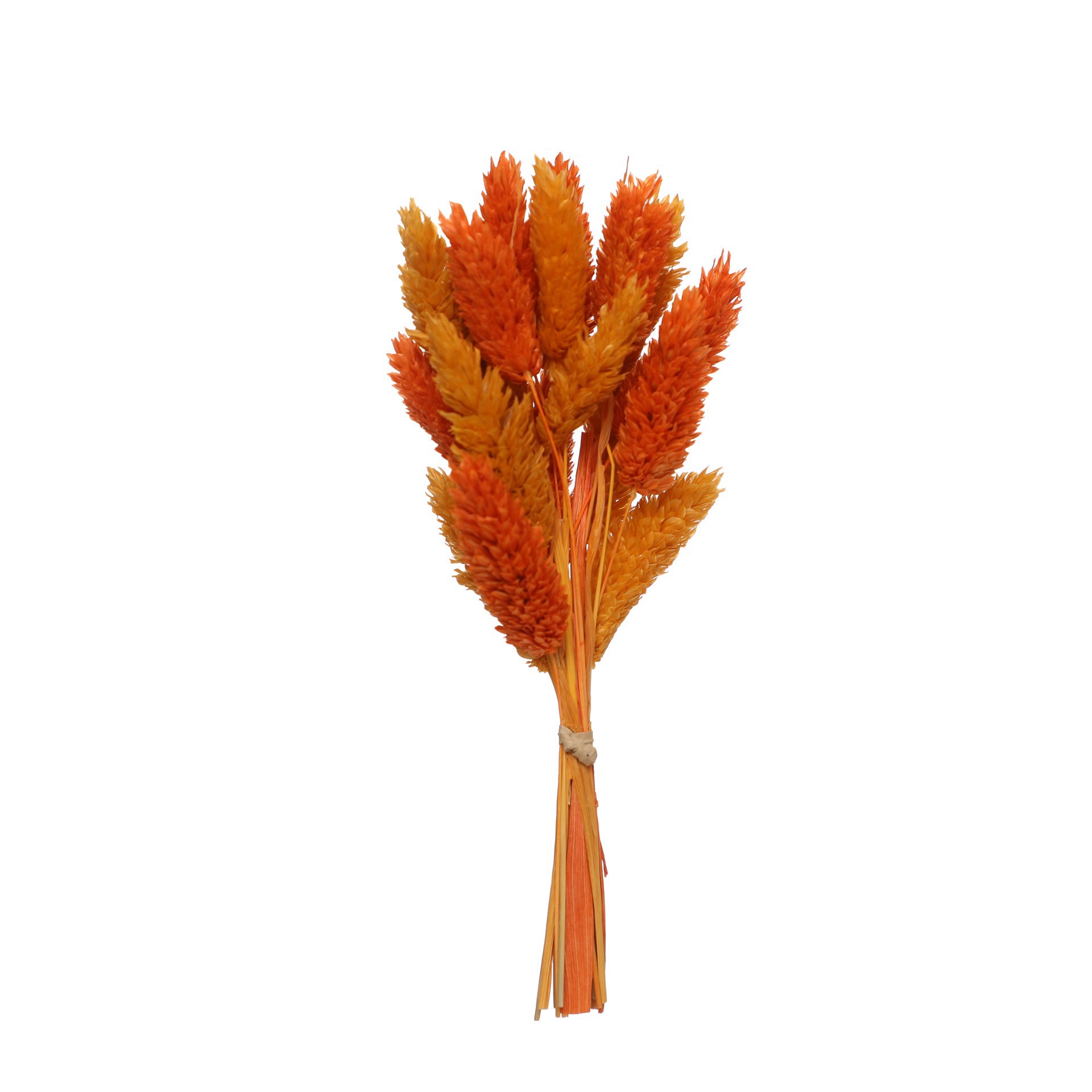 slide 3 of 3, 7" Orange & Yellow Dried Reed Canary Grass Mini Bundle By Ashland, 7 in