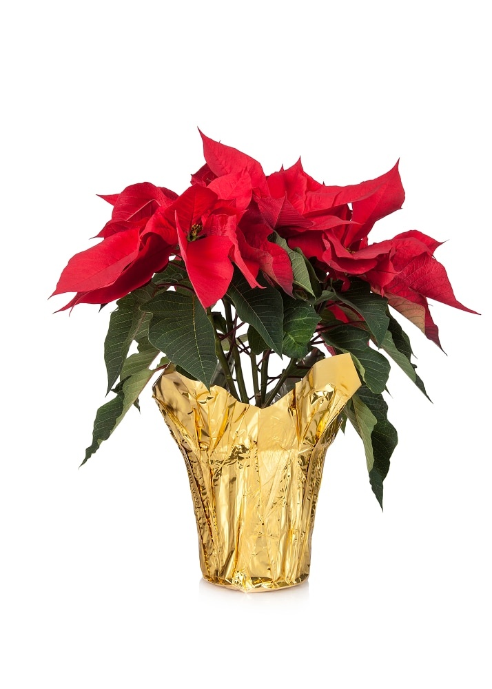 slide 1 of 1, Poinsettia, 6 in