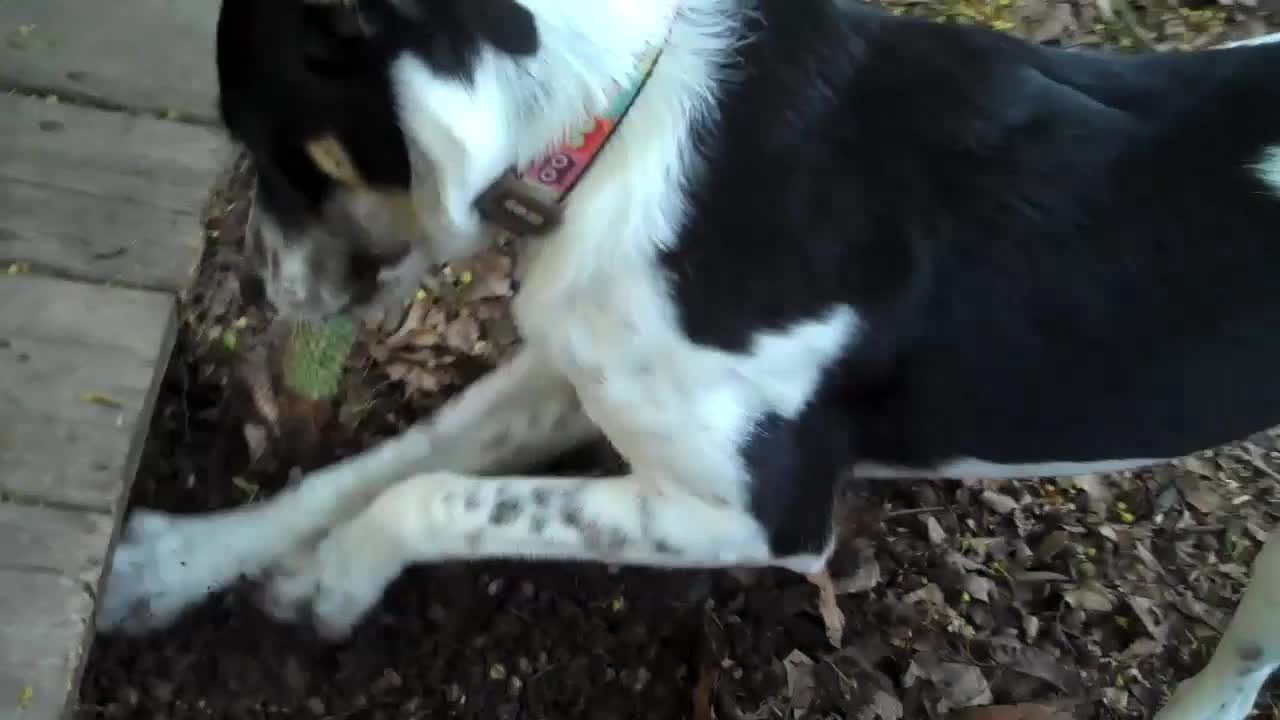 slide 8 of 10, Nylabone Nutri Dent SIMPLE Fresh Breath Flavored Natural Dog Chew Treats Medium - 15 lbs. to 30 lbs.(8 Count), 1 ct