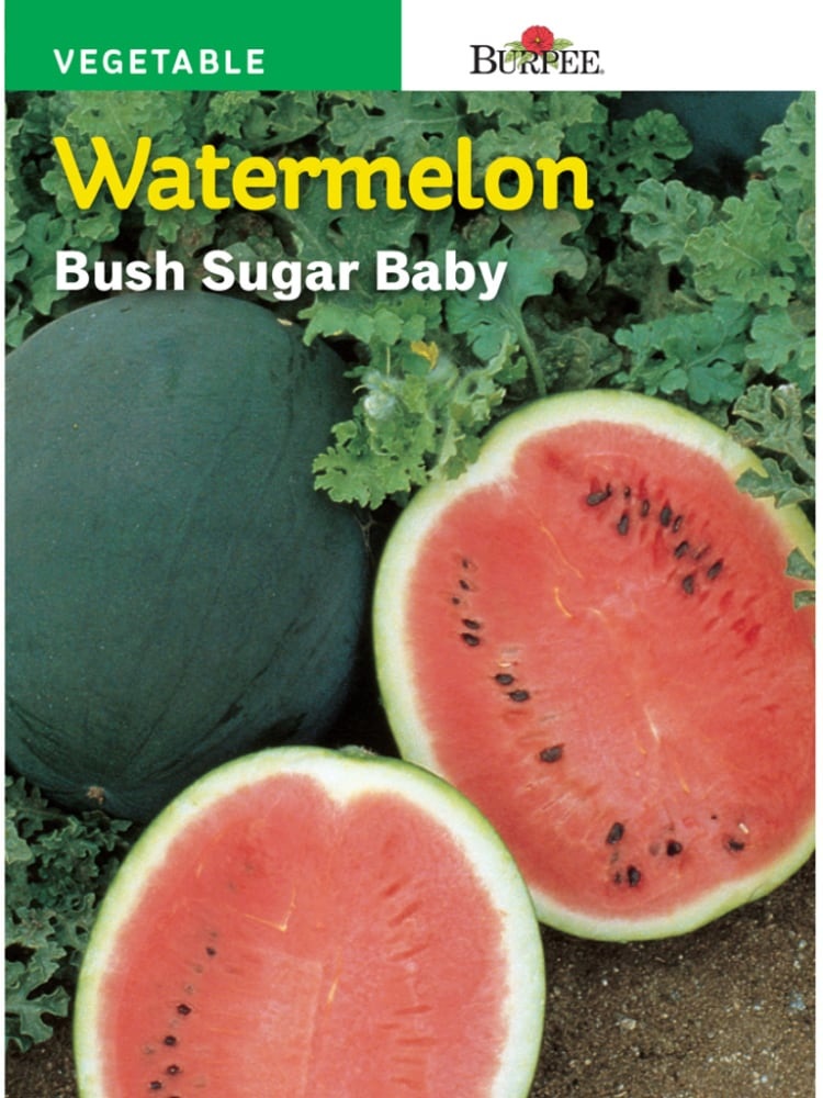 slide 1 of 1, Burpee Bush Sugar Baby Watermelon Seeds - Green, 800 mg