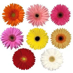Gerbera Daisies Bunch, 5 stems