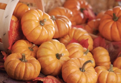 slide 1 of 1, Wee Bee Little Miniature Rounds Bulk, 1 ct