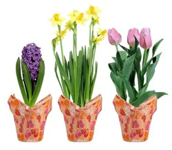Assorted Bulbs