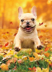 Avanti Halloween French Jumping Fall Leaves