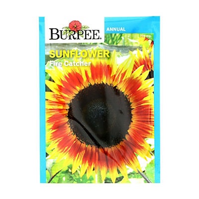 slide 1 of 1, Burpee Fire Catcher Sunflower Seeds, 1 ct