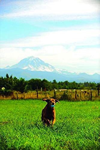 slide 5 of 9, Chuckit!! Fetch Ball Dog Toy, 1 ct