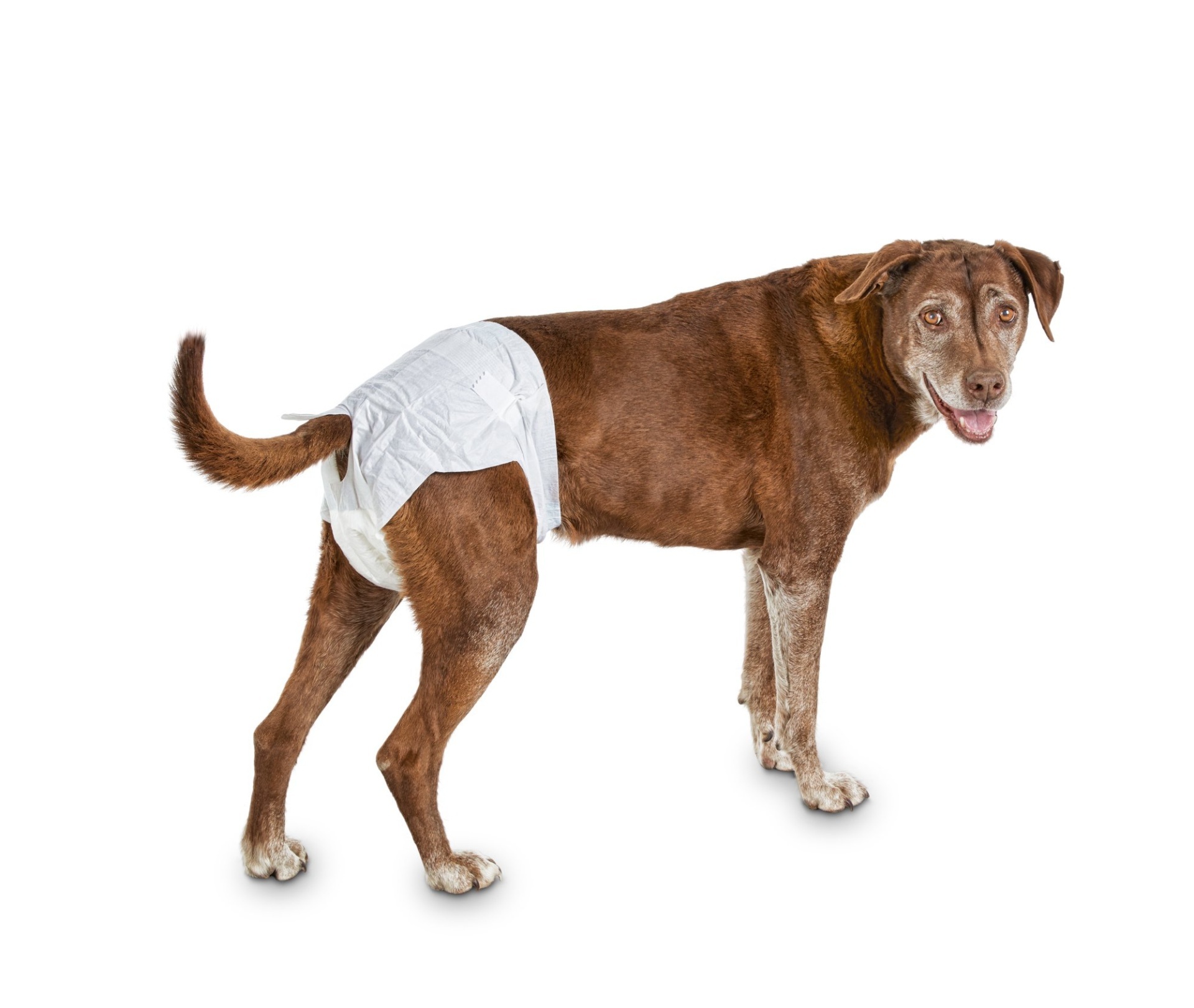 slide 1 of 1, So Phresh Comfort Dry Disposable Dog Diapers, 12 ct; LG/XL