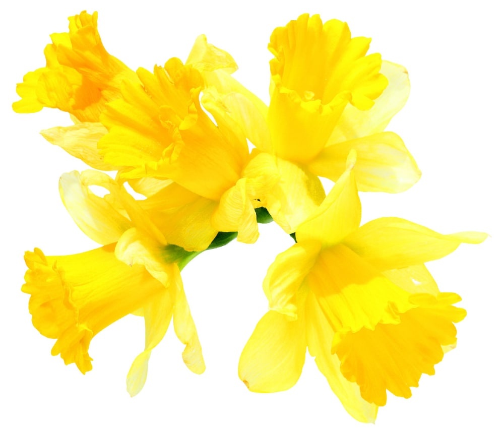 slide 1 of 1, Cut Daffodil, 5 ct