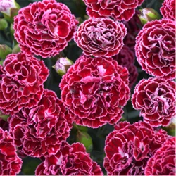 Lowe's Multicolor Carnations in 1-Quart