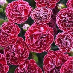 Lowe's Multicolor Carnations in 1-Quart