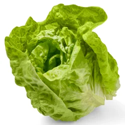 Boston Lettuce