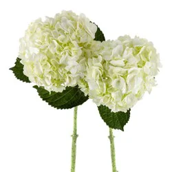 Jolo Garden Bunches 2-Stem Hydrangeas
