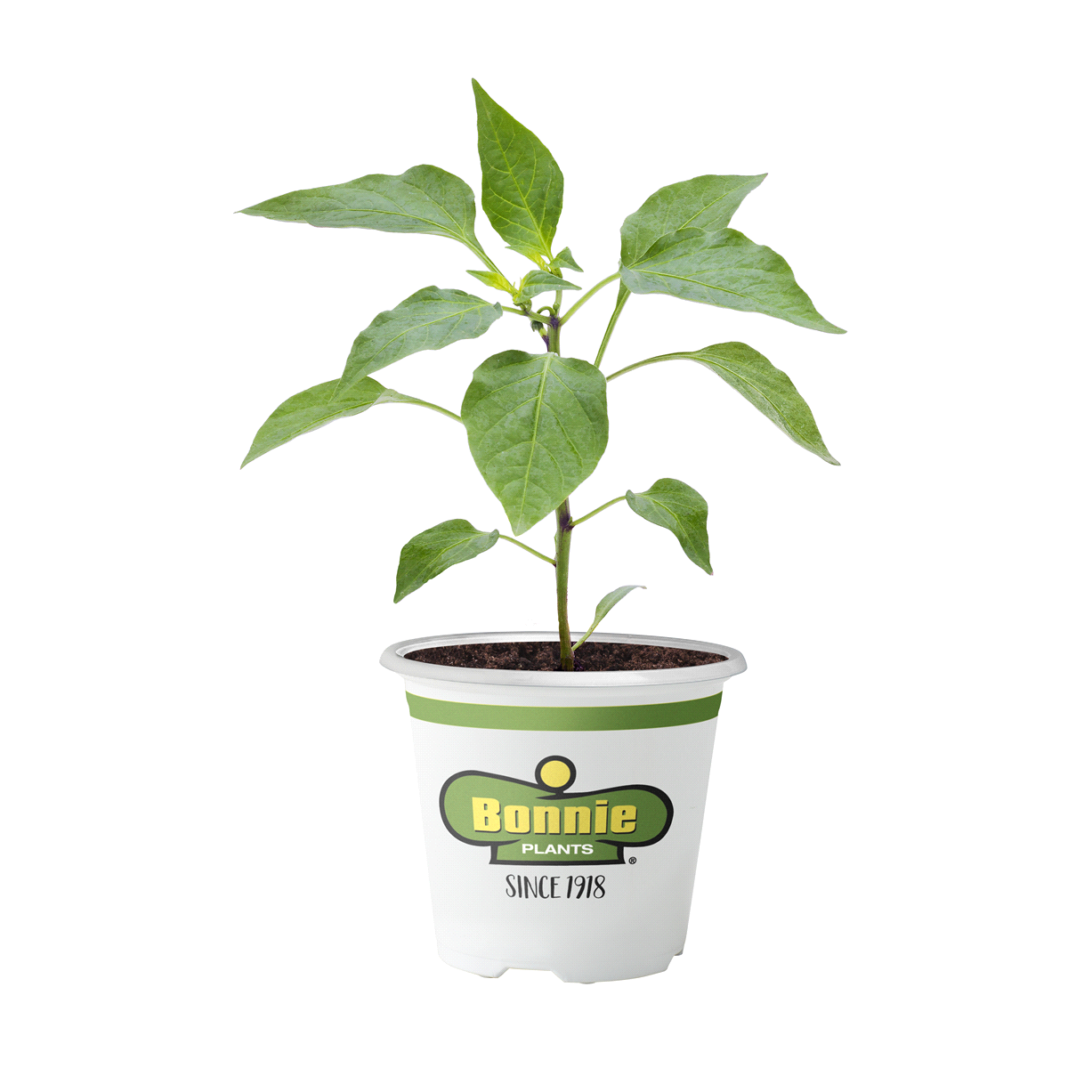 slide 1 of 9, Bonnie Plants  Pepper Banana Sweet, 19.3 oz