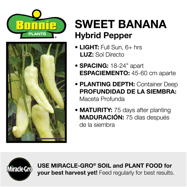 slide 6 of 9, Bonnie Plants  Pepper Banana Sweet, 19.3 oz