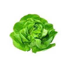 Boston Lettuce