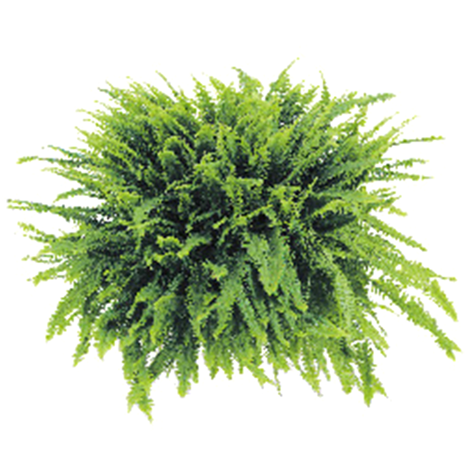 slide 1 of 1, Boston Fern Hanging Basket 10.0 Basket, 10 in