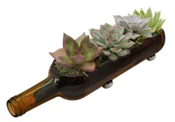 Wine Bottle Succulent Garden