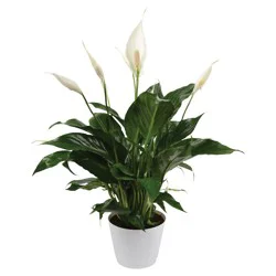 Spathiphyllum 6 in