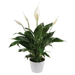 Spathiphyllum 6 in