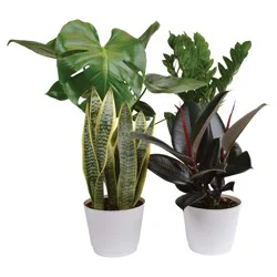 Assorted Premium Foliage 6 Inch