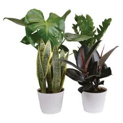 Assorted Premium Foliage 6 Inch